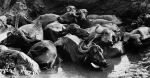 I bufali di Khajurabo, India, 1982